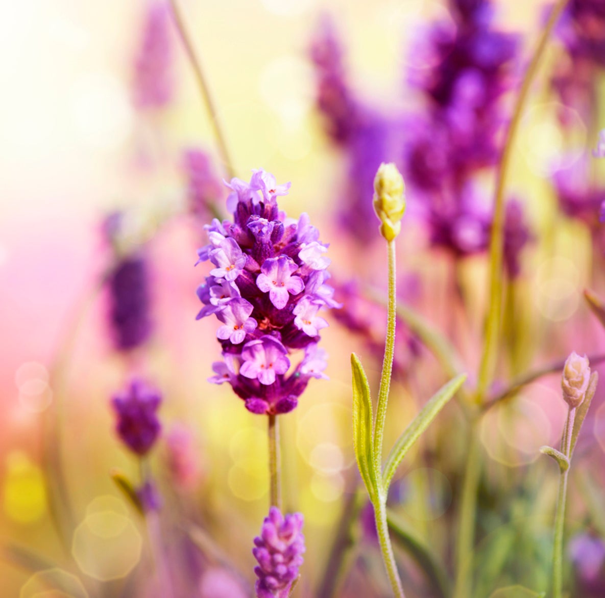 Para una limpieza profunda, quita manchas difíciles, deja el baño sin sarro, limpia la grasa de tu cocina y desinfecta tus pisos con su intensa fragancia