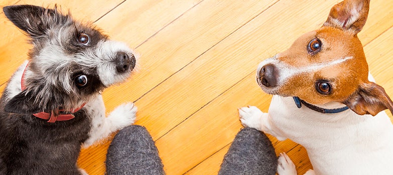 Dos perros medianos mirando a su amo en el interior del hogar. 