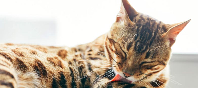 gato acostado lamiendo su pelo