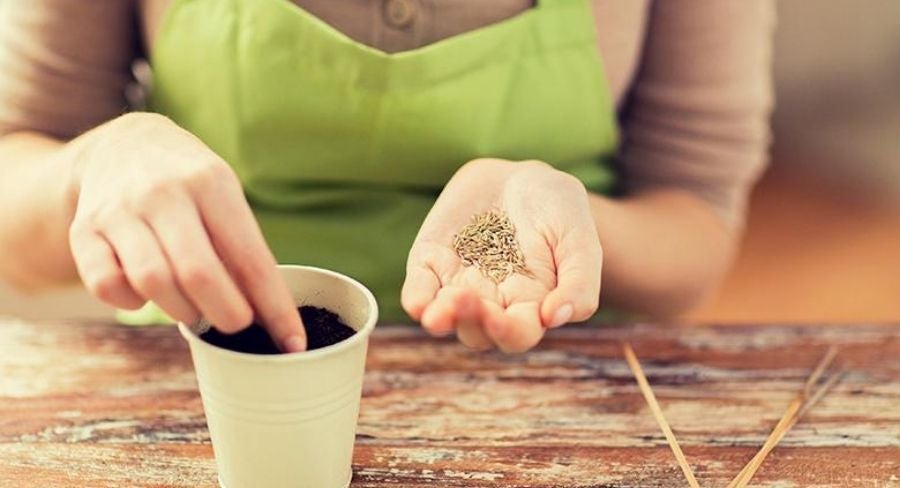 poniendo semillas en tierra