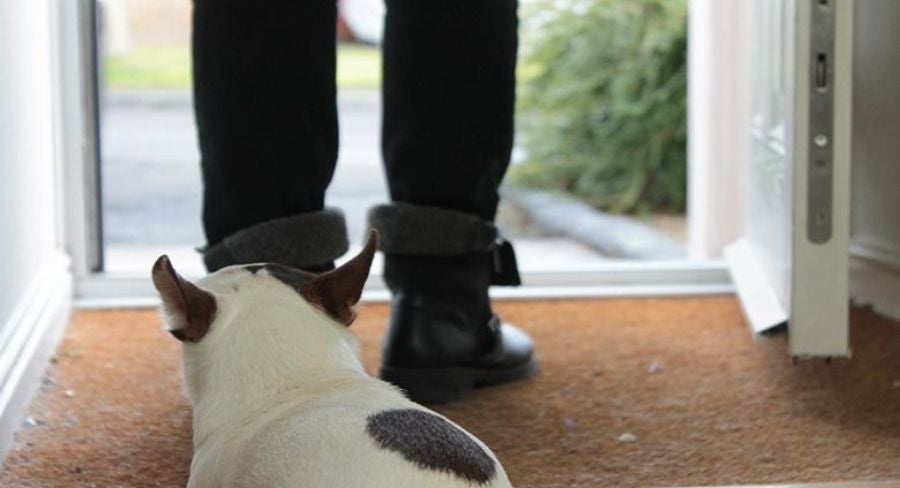 Perro mirando hacia afuera de la casa