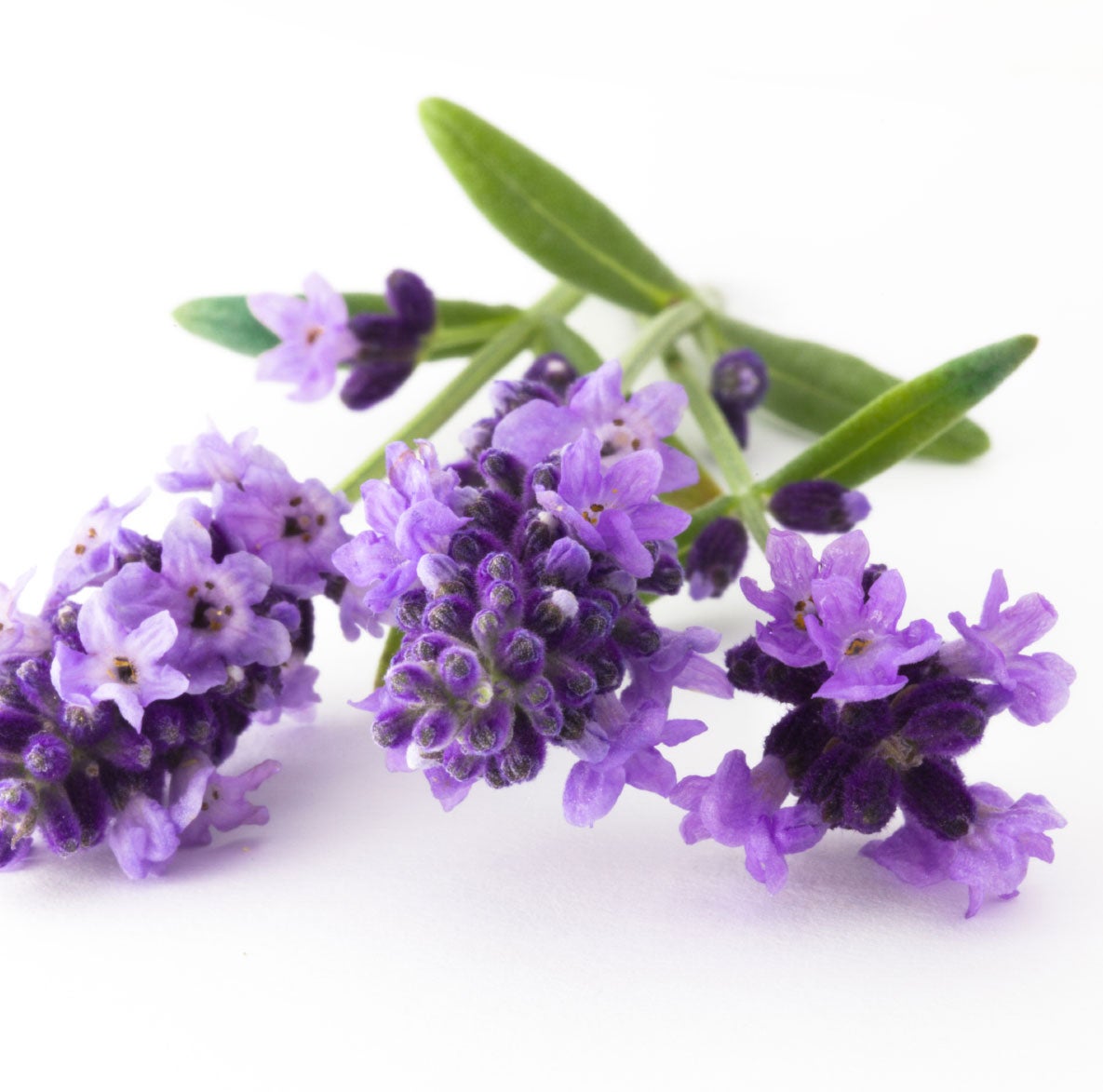 Con partículas activas y fragancia concentrada. Más aroma y limpieza efectiva.