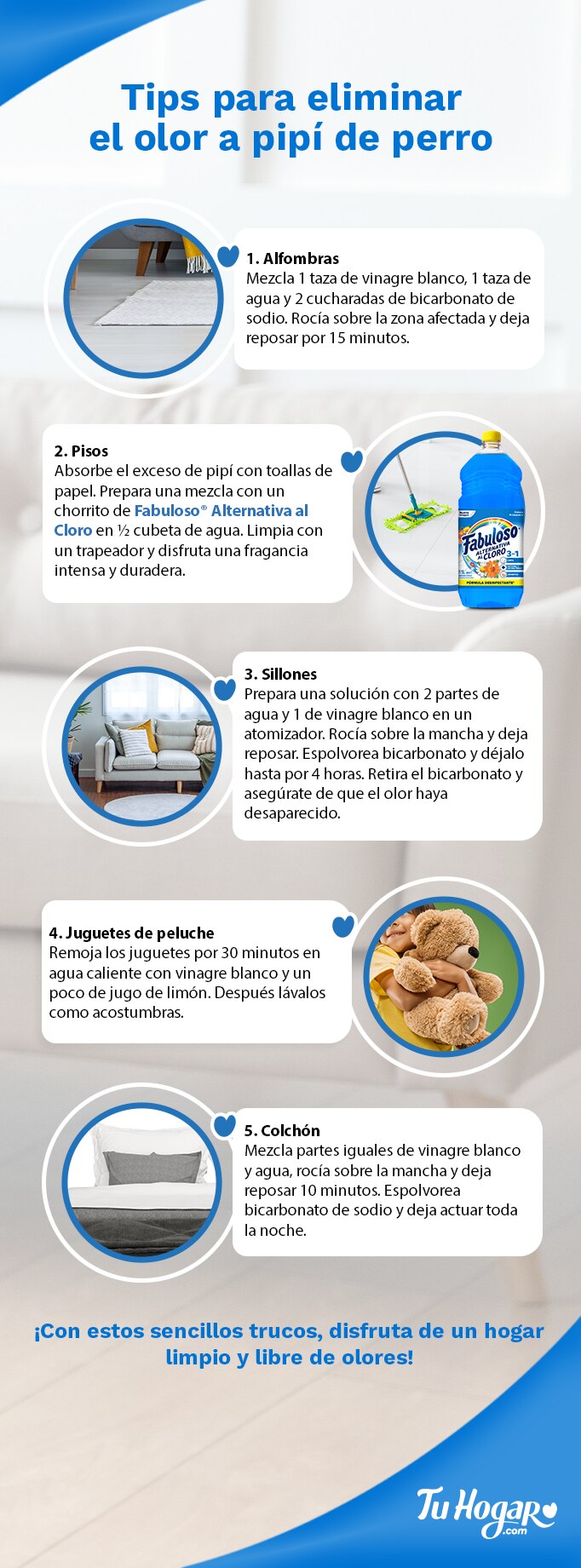 Infografía con consejos prácticos para eliminar el olor a orina de perro. 
