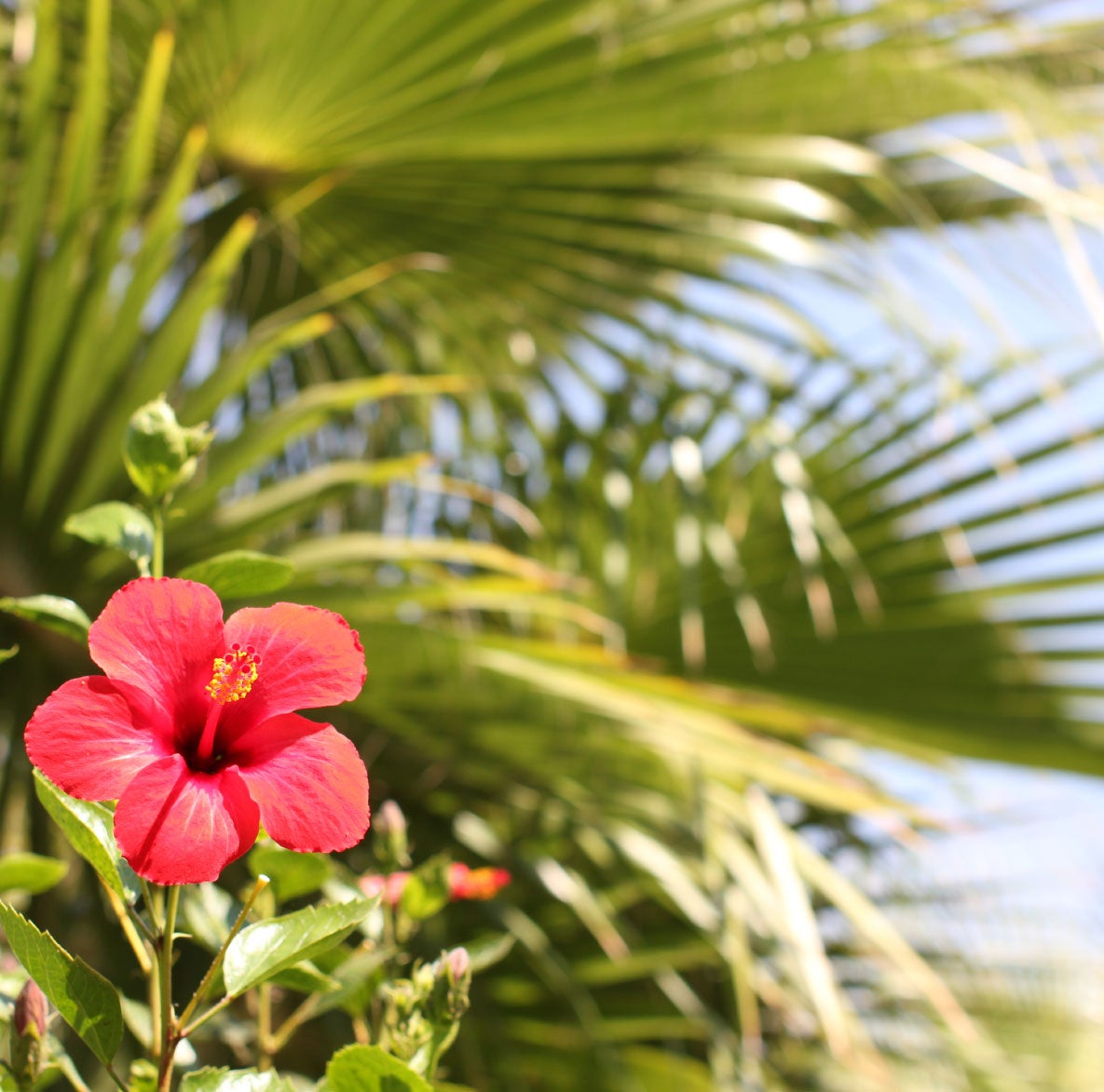 Con partículas activas y fragancia concentrada. Más aroma y limpieza efectiva.