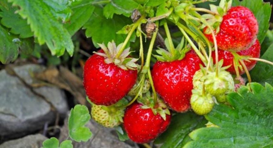 planta de fresas