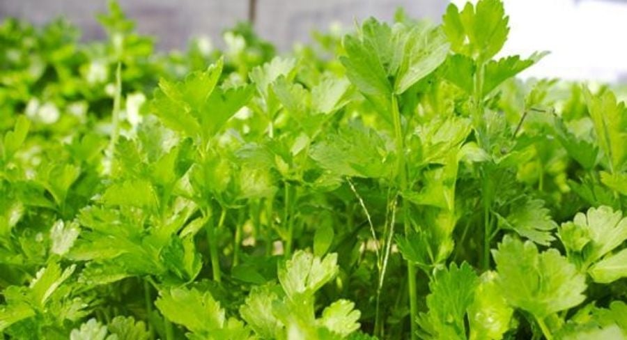 plantas de hortalizas