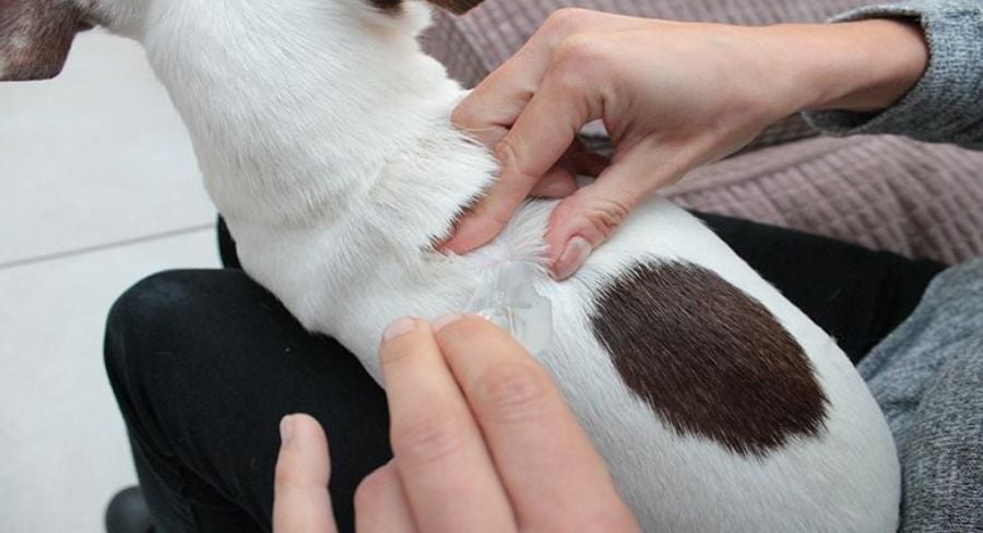 Extrayendo pulgas del perro