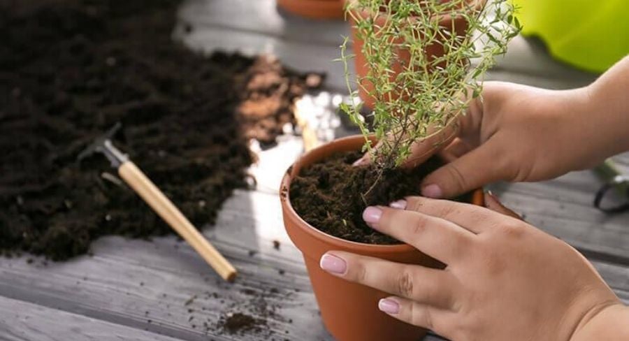 Persona plantando de brotes