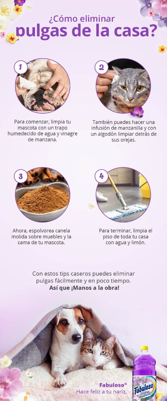 cómo eliminar pulgas de la casa