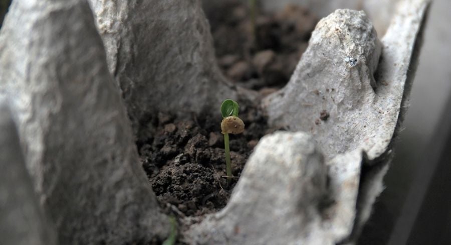 planta creciendo dentro de panal de huevos