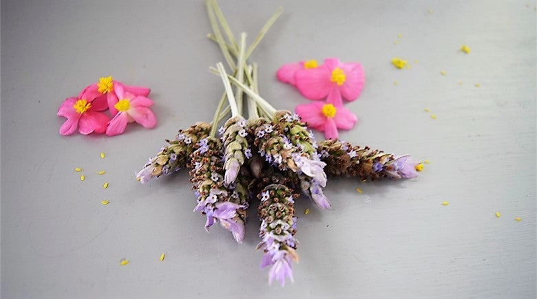 Flores comestibles: Conoce como puedes manejarlas