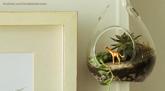Regalos para mamá: Una planta o terrario