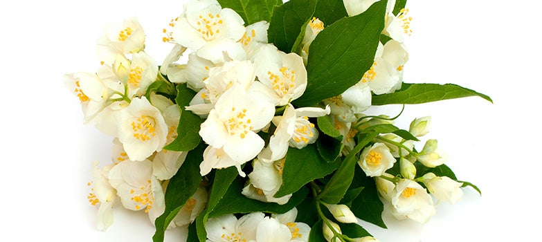 Plantas aromáticas en macetas, aportando fragancia y frescura al hogar