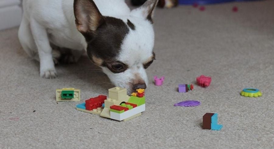 Perro oliendo juguetes