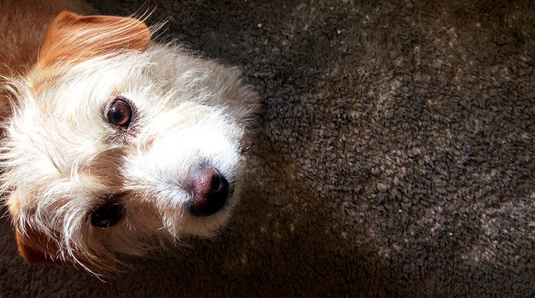 bicarbonato para retirar el mal olor de las mascotas