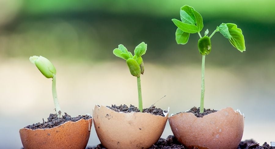 brotes de plantas en cascaras de huevo